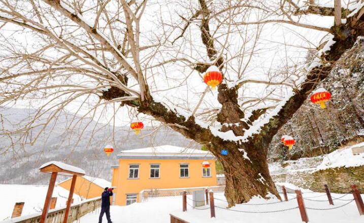 湖北保康：千年古銀杏 獨樹成風景